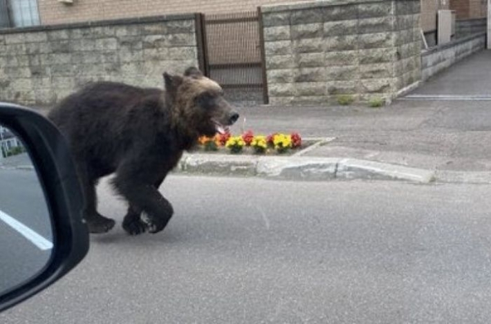 В Японии медведь пришел в город и атаковал четырех человек