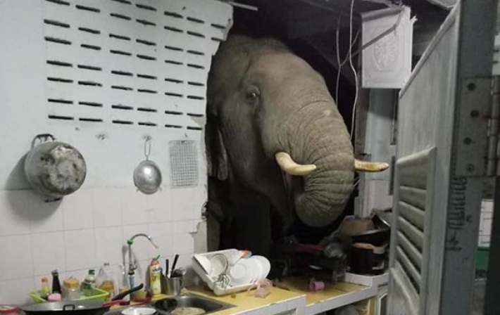 Слон проломил стену кухни ради мешочка риса (фото)