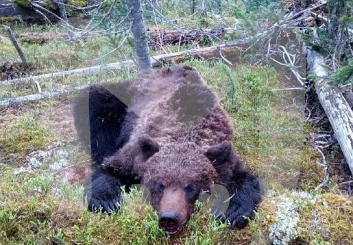 В России медведь напал на туристов и съел школьника: фото убитого зверя