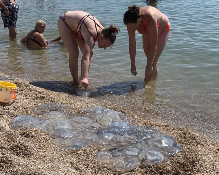 В Кирилловке начали появляться первые медузы (фото)