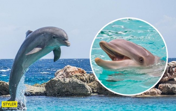 На курорте под Херсоном дельфины танцевали возле отдыхающих: восхитительное видео