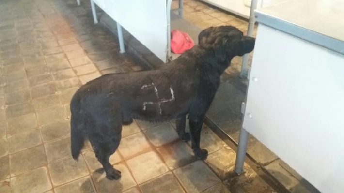 Вырезали свастику: в Запорожье живодеры поиздевались над собакой (фото)