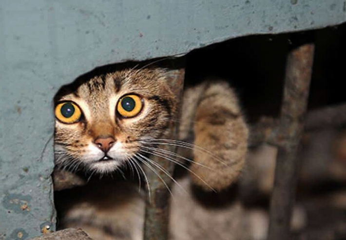 В Запорожской области спасали котят "из плена" (фото)