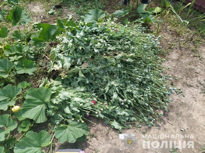В Мелитопольском районе обнаружили плантацию мака и конопли (фото)