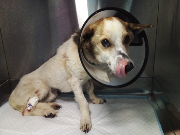 В Мелитополе обескровленный пес продолжает бороться за жизнь - нужна помощь