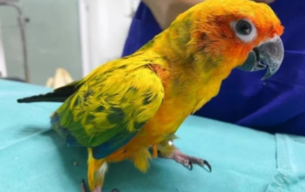 Тайский попугай проглотил бриллиантовое ожерелье