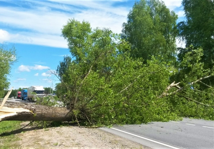 В Запорожье огромное дерево рухнуло на проезжую часть (видео)