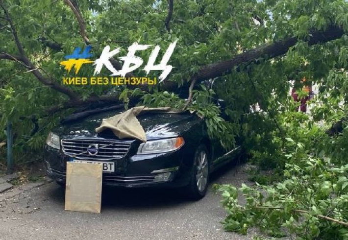 В Киеве дерево раздавило авто 
