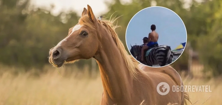 На Херсонщине лошадь перекрасили в зебру и заставили работать: украинцы возмутились