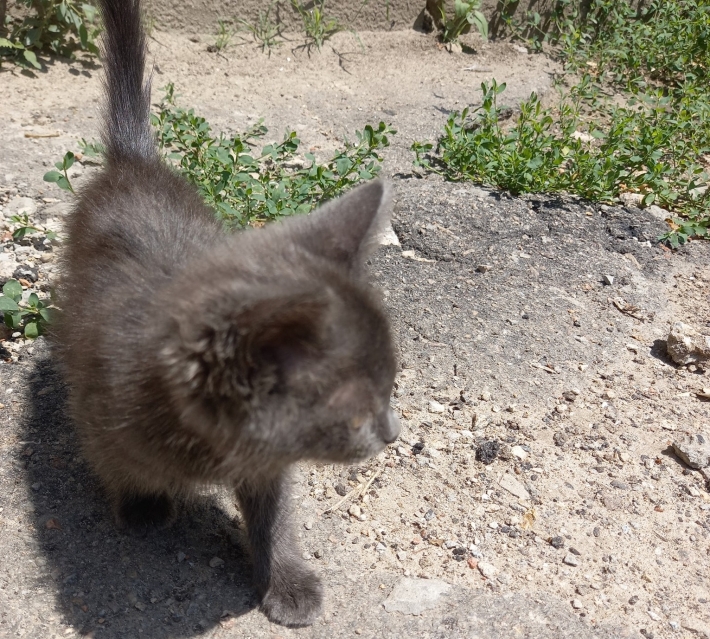 В Мелитополе для котенка, которого морили голодом, ищут дом