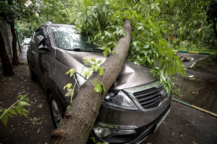 В Запорожье автомобиль стал жертвой упавшего дерева (видео)