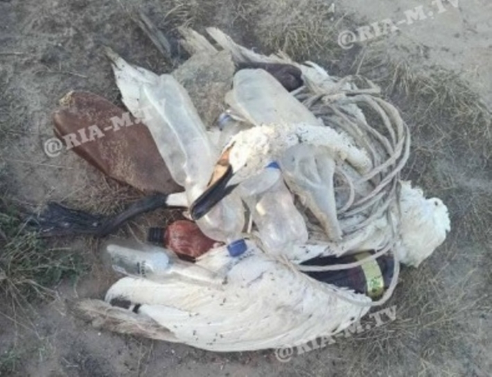 Под Мелитополем мертвого лебедя выбросили вместе с мусором (фото 18+)