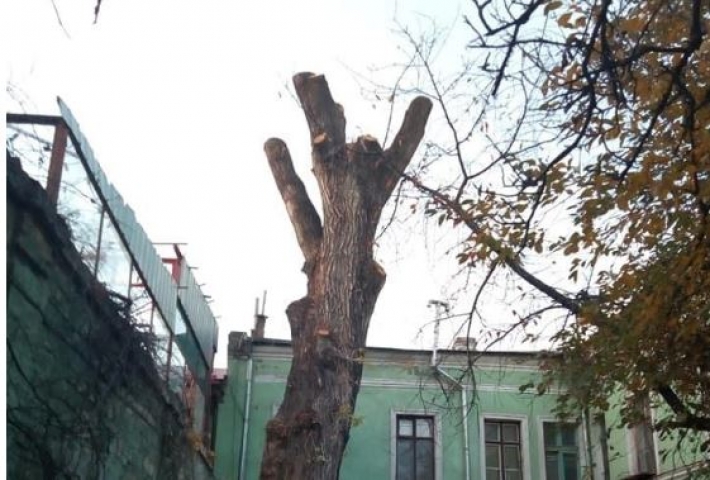 ​В Одессе спилили "Пушкинский тополь": виновнику грозит три года тюрьмы, фото
