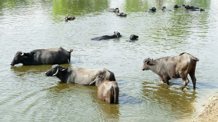 В Мелитополе дети купаются в озере вместе с коровами (видео)