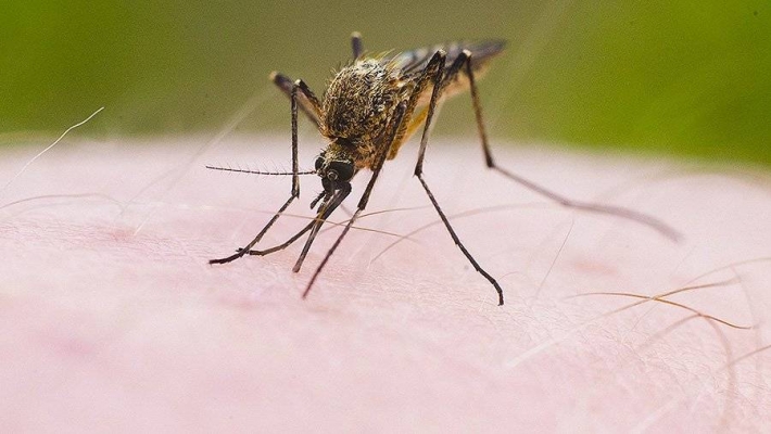 Как распознать аллергию на комаров