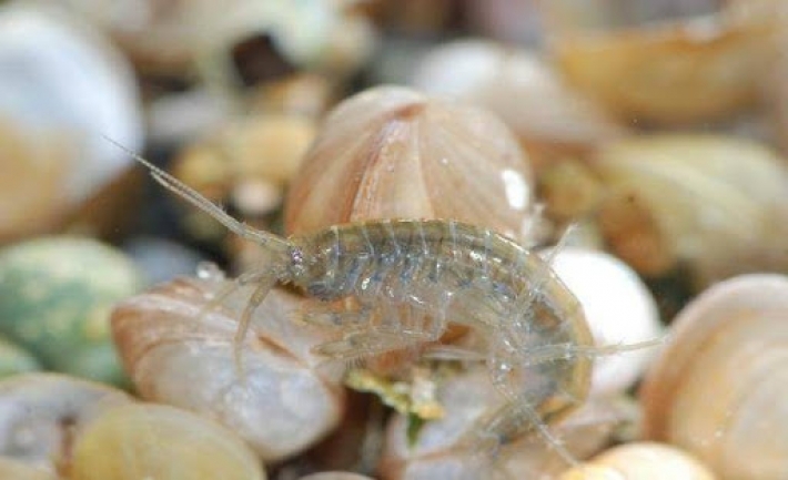 Кому выгодно медуз и блох  на Азовском море 