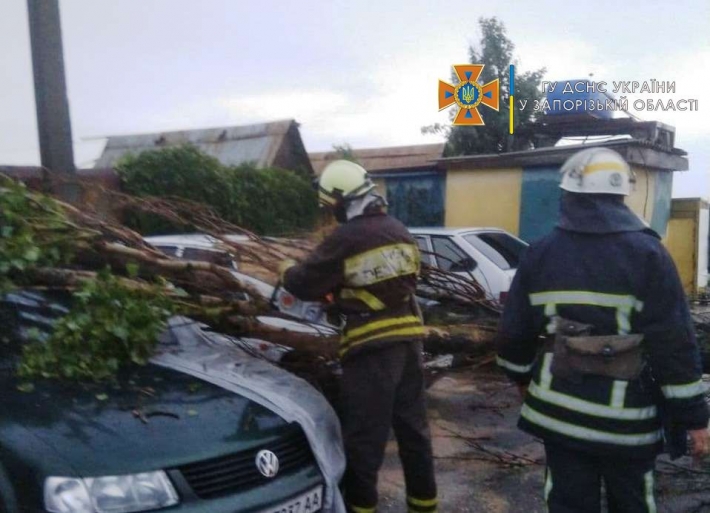 В Запорожской области два дерева упали на автомобиль и электроопору