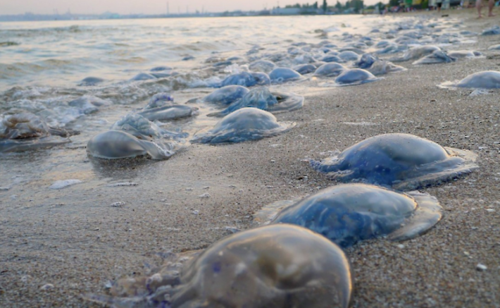 На пляжи Бердянска после шторма выбросило огромное количество медуз