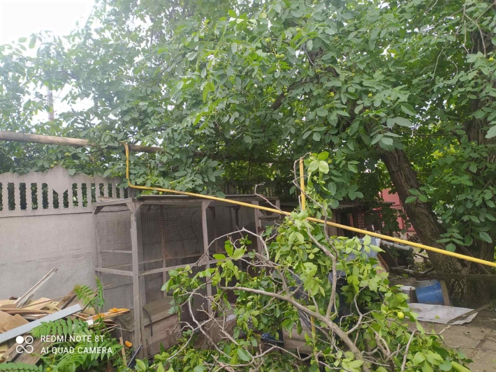 В Мелитополе орех упал на газопровод - последствия происшествия (фото)