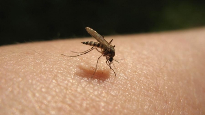 В Кирилловке и Примпосаде нашествие комаров