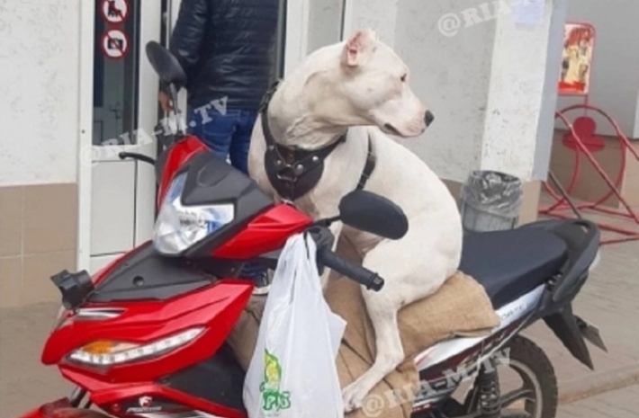Курьез: пёс-мотоциклист уехал в Кирилловку (видео)