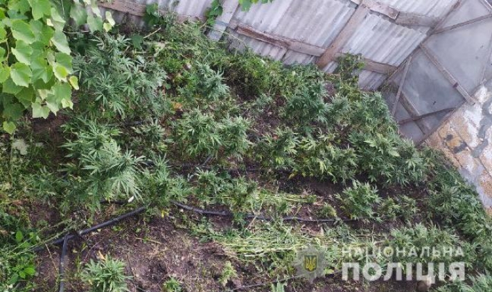 В Запорожской области женщина "осталась без урожая" конопли (фото)
