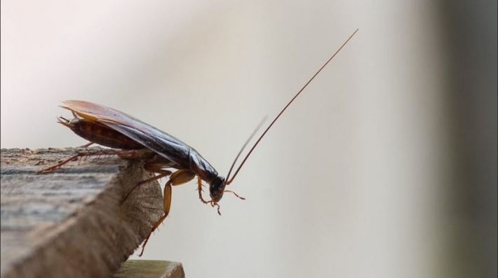 Ученые создали таракана, которого невозможно раздавить: зачем