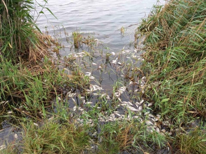 В Запорожской области в реке массово погибла рыба (фото)