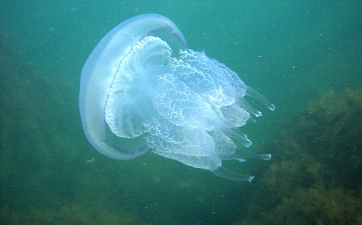 Есть ли медузы в Кирилловке – курортники нашли гигантский экземпляр (фото)