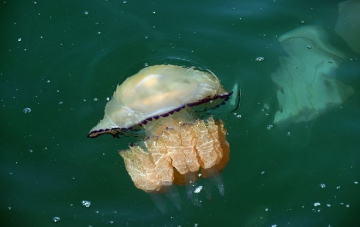 Очень опасное морское животное: что нужно знать о медузах каждому