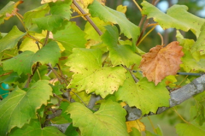 В Мелитополе виноград сбрасывает листья - в чем причина