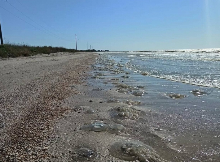 В Кирилловке море превратилось в медузную жижу (видео)