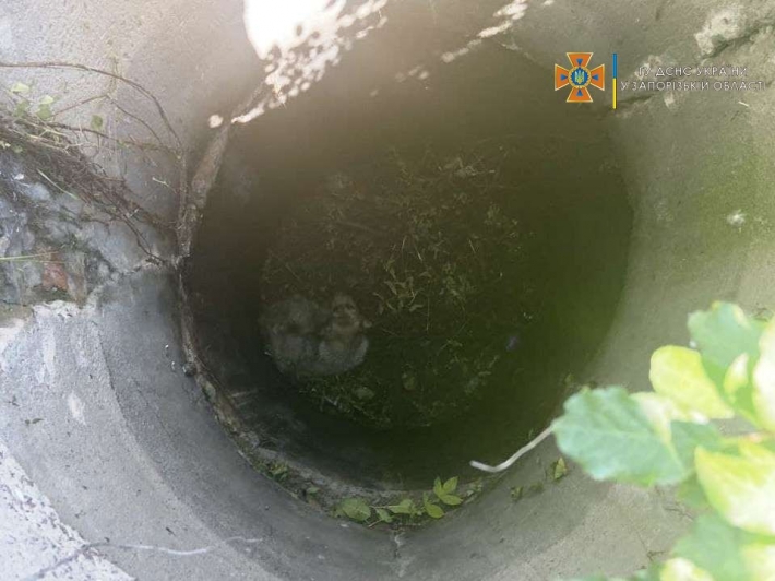 В Запорожской области в глубокий колодец упала собака (фото)