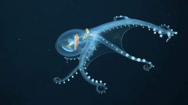 "Стеклянный" осьминог: в океане обнаружено уникальное головоногое (видео)