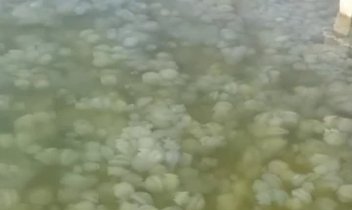Никто не купается: кисель из медуз на пляжах в Бердянске