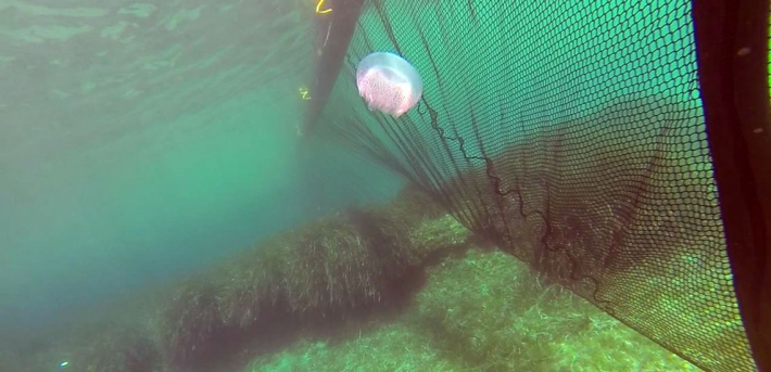 В Кирилловке начали устанавливать барьерные сетки от медуз - сколько это стоит (фото)