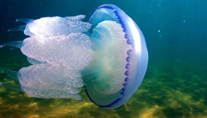Ученые считают медуз в Азовском море - цифры впечатляют