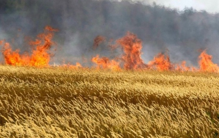В Запорожской области сожгли 20 га пшеницы - открыто уголовное дело