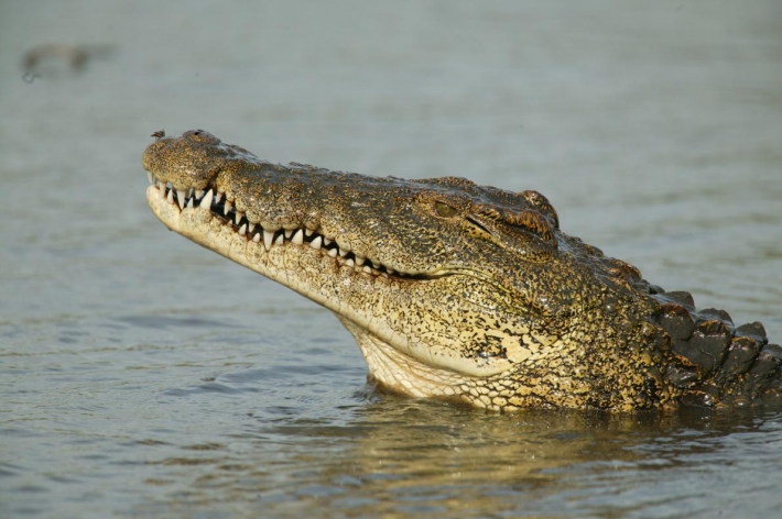 В Кирилловке крокодила выпустили в море (видео)
