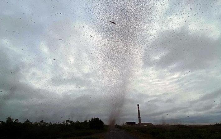 На Камчатке сняли на видео смерч из комаров