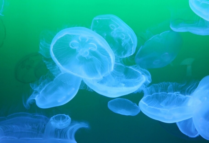 На Азовских курортах люди лечатся медузами. К чему это может привести (фото, видео)
