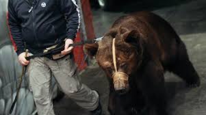 В России медведь напал на циркачку