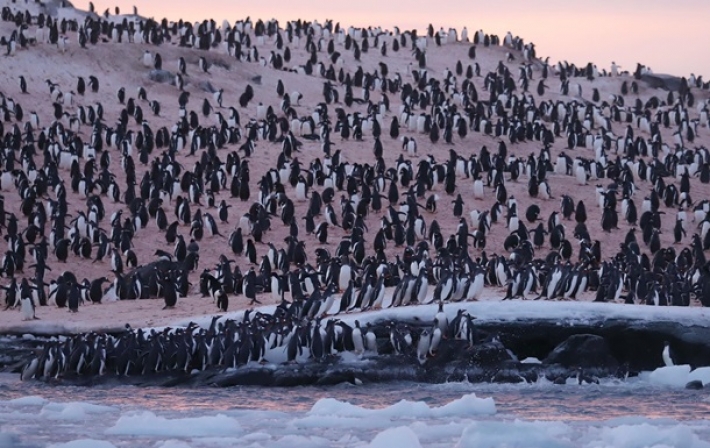 В Антарктиде возле украинской станции рекордное скопление пингвинов (фото)