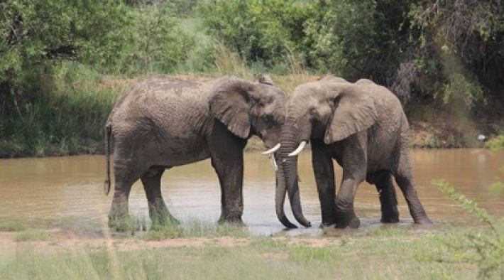 Заботливая слониха провела слепую подругу к еде - ее добрый поступок растрогал соцсети