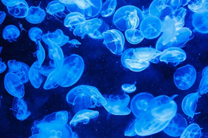 На Азовских курортах медуз уже убирают экскаваторами (видео)