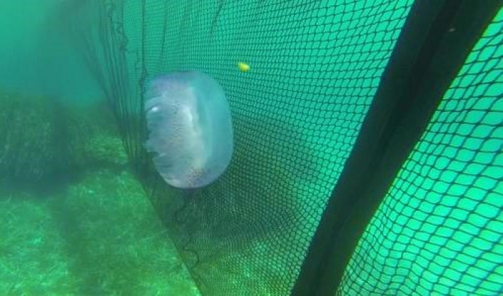 В Кирилловке наконец устанавливают сети против медуз (видео)