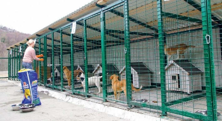 В Мелитополе за отлов животных рабочим обещают платить приличную зарплату (фото, видео)