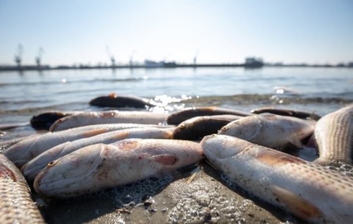 На грани экокатастрофы - рыба оказалась отрезанной от Азовского моря (видео)