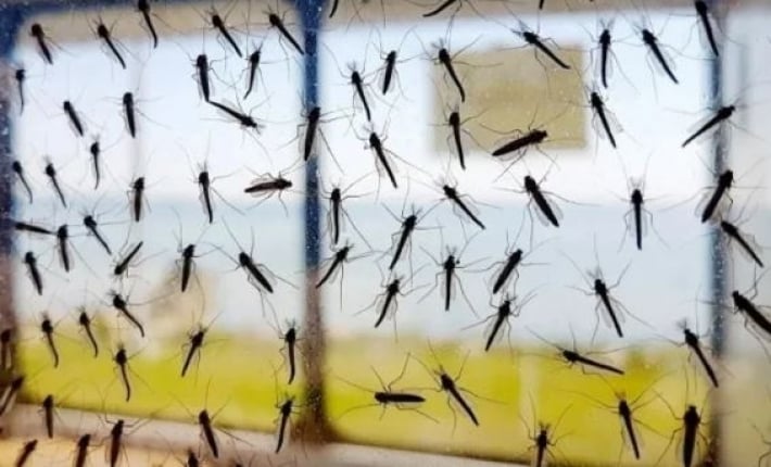 Борьба с кровососами: как избавиться от комаров в доме или квартире