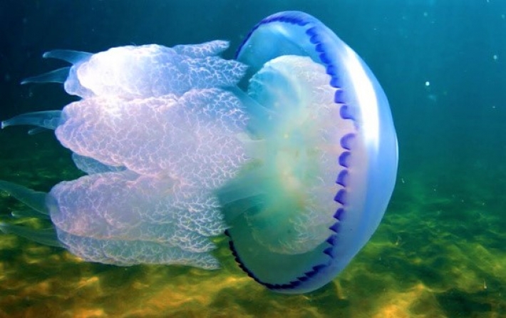 В Кирилловке отдыхающие нашли веселое применение медузам (видео)